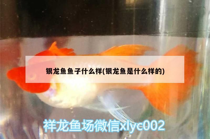 銀龍魚魚子什么樣(銀龍魚是什么樣的)