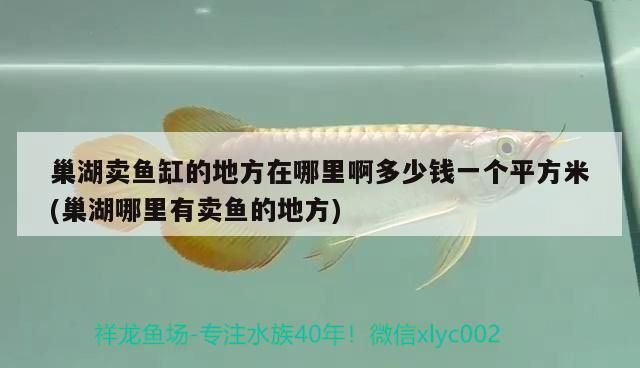 巢湖賣魚缸的地方在哪里啊多少錢一個平方米(巢湖哪里有賣魚的地方)