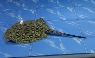 什么魟魚品種好養:什么品種的魟魚比較好養 魟魚百科 第2張 什么魟魚品種好養:什么品種的魟魚比較好養 什么魟魚品種好養:什么品種的魟魚比較好養 魟魚百科 第2張