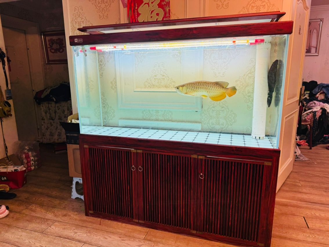 魚跟缸一起出