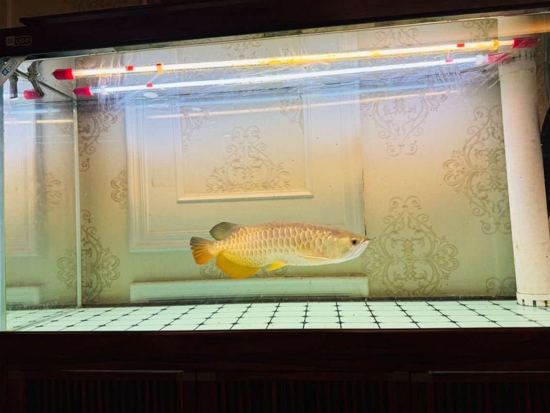 魚跟缸一起出