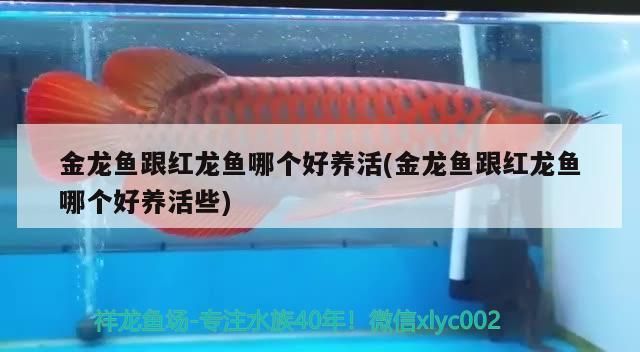 金龍魚跟紅龍魚哪個好養活(金龍魚跟紅龍魚哪個好養活些)