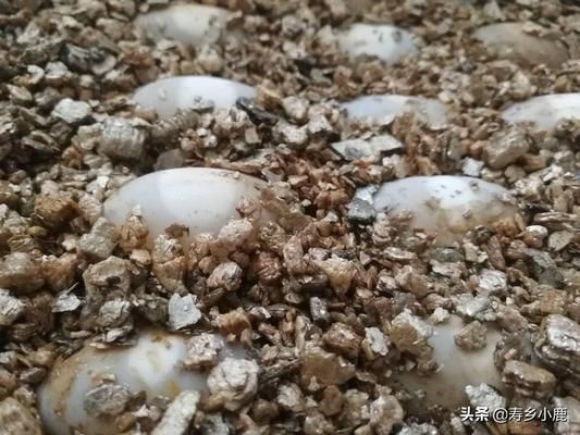 豬鼻龜?shù)胺趸罴逊椒▓D片：豬鼻龜怎么孵化