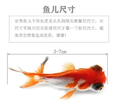 觀賞魚哪個比較好養（如何選擇適合的觀賞魚）