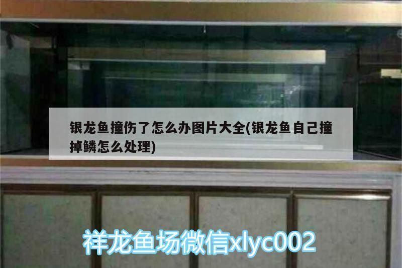 銀龍魚撞傷了怎么辦圖片大全(銀龍魚自己撞掉鱗怎么處理)