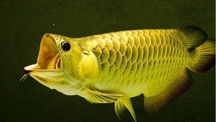 魚缸如何抽底水（魚缸如何抽底水圖片）