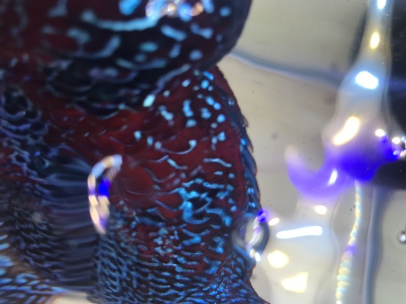 杭州美琦寵物水族淘寶寵物用品店