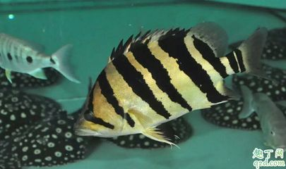 虎魚身上長白斑怎么辦：虎魚身上長白斑怎么辦虎魚身上長白斑怎么辦