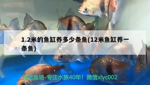 1.2米的魚缸養多少條魚(12米魚缸養一條魚)