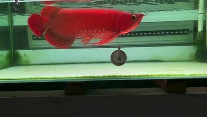 紅龍魚養殖場：關于紅龍魚養殖場的詳細信息 紅龍魚養殖場：關于紅龍魚養殖場的詳細信息 紅龍魚百科 第4張