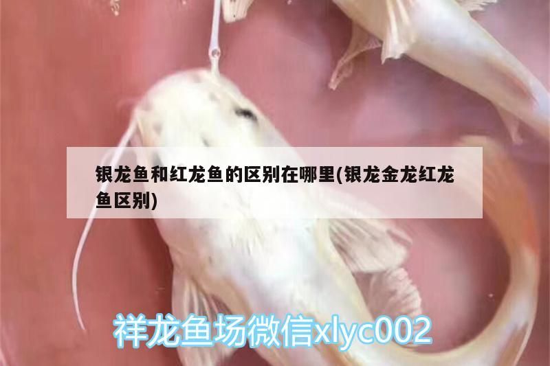銀龍魚和紅龍魚的區(qū)別在哪里(銀龍金龍紅龍魚區(qū)別)