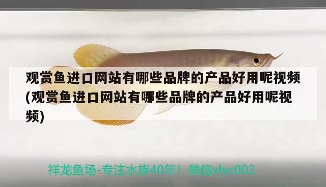 孟吉爾紅龍魚吧(孟吉爾萬吉紅龍魚)