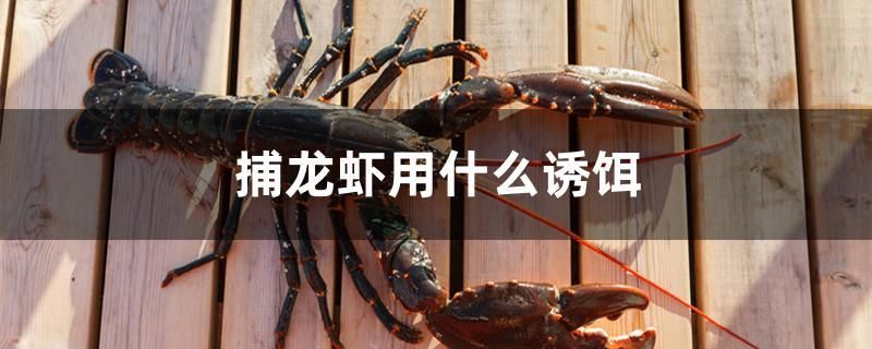 捕龍蝦用什么誘餌 捕龍蝦用什么誘餌 黃金貓魚百科