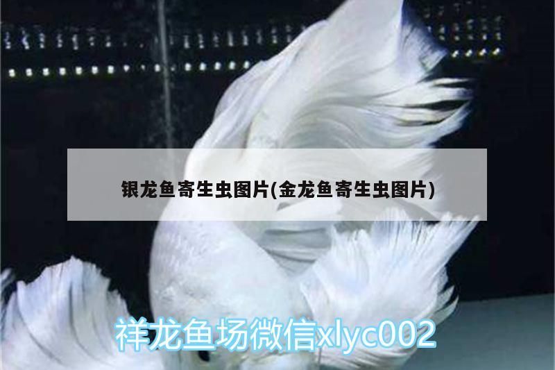 銀龍魚寄生蟲圖片(金龍魚寄生蟲圖片)