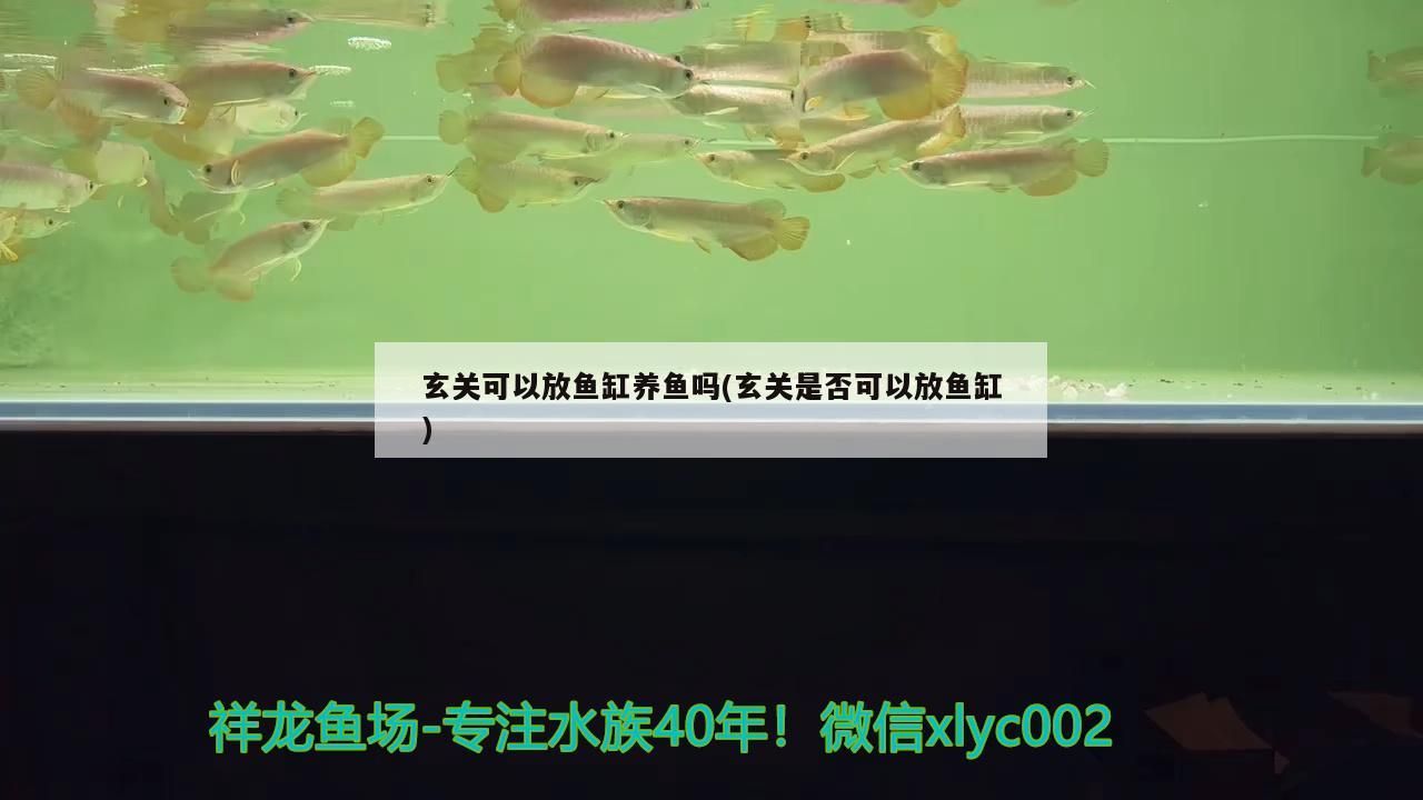 玄關可以放魚缸養魚嗎(玄關是否可以放魚缸) 玄關可以放魚缸養魚嗎(玄關是否可以放魚缸) 黃金貓魚百科