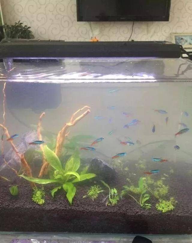 魚缸的水變黃怎么辦(魚缸的水變黃怎么辦呢) 魚缸的水變黃怎么辦(魚缸的水變黃怎么辦呢) 速倍妥魚糧魚藥 第2張
