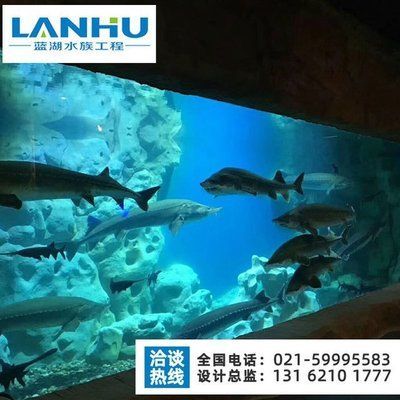 龍魚01的鰓蓋紅如何判斷，龍魚01的鰓蓋紅如何判斷其健康狀況的重要指標(biāo)之一