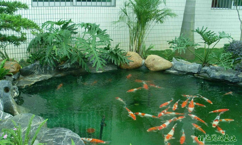 錦鯉魚池深度(錦鯉魚池深度2米好嗎)