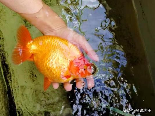 龍魚不掉眼圖片（龍魚怎么才能不掉眼）