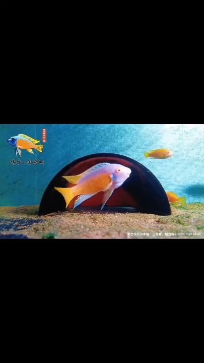 祝大家年年有魚