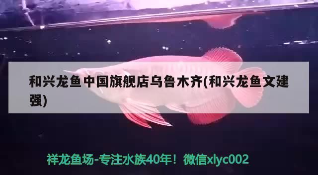 和興龍魚中國旗艦店烏魯木齊(和興龍魚文建強)