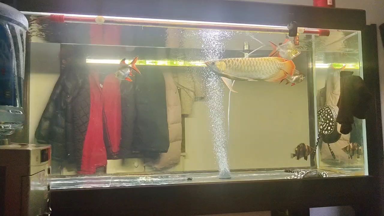新年