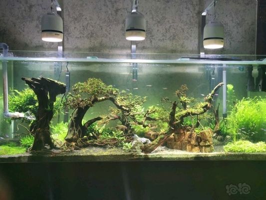 金老虎魚飼料購買指南，金老虎魚活食飼料品牌推薦，金老虎魚不同階段飼料選擇 金老虎魚飼料購買指南，金老虎魚活食飼料品牌推薦，金老虎魚不同階段飼料選擇 虎魚百科 第2張