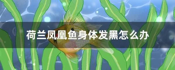 龍魚怕什么 元寶鳳凰魚身體發(fā)黑是什么原因:元寶鳳凰魚身體發(fā)黑怎么辦 元寶鳳凰魚百科 元寶鳳凰魚身體發(fā)黑是什么原因:元寶鳳凰魚身體發(fā)黑怎么辦 元寶鳳凰魚身體發(fā)黑是什么原因:元寶鳳凰魚身體發(fā)黑怎么辦 元寶鳳凰魚百科