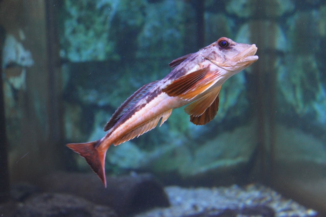 鵝卵石造景魚缸效果圖片大全欣賞（鵝卵石造景缸適合養什么魚）