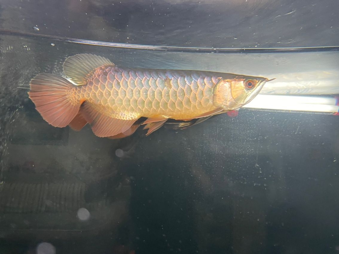掉一片鱗 龍魚論壇 第1張 掉一片鱗 掉一片鱗 龍魚論壇 第1張