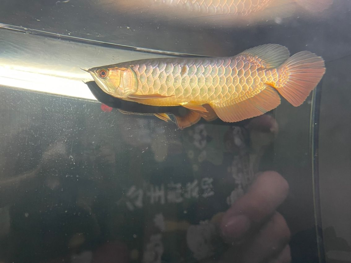 掉一片鱗 龍魚論壇 第2張 掉一片鱗 掉一片鱗 龍魚論壇 第2張