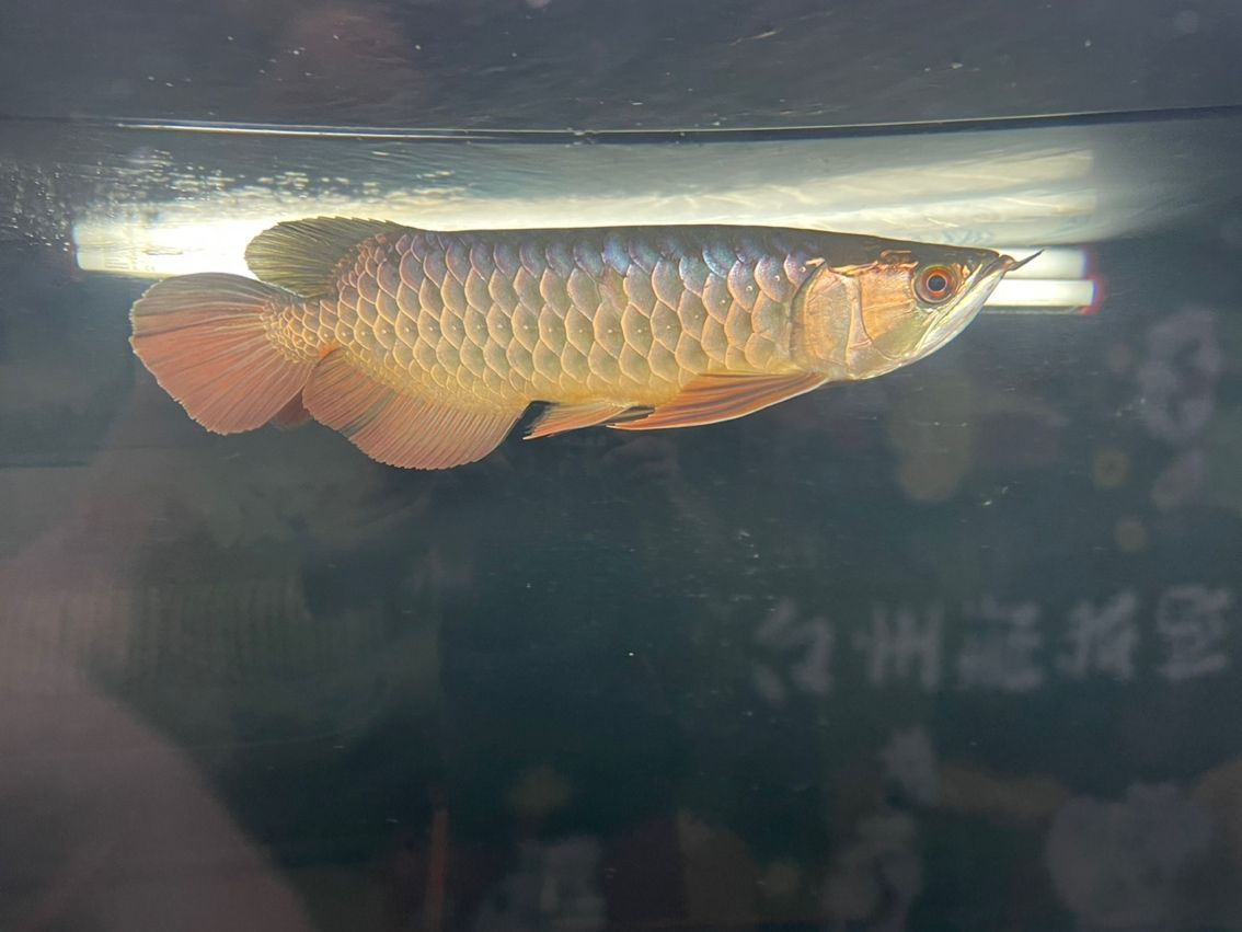 掉一片鱗 龍魚論壇 第3張 掉一片鱗 掉一片鱗 龍魚論壇 第3張