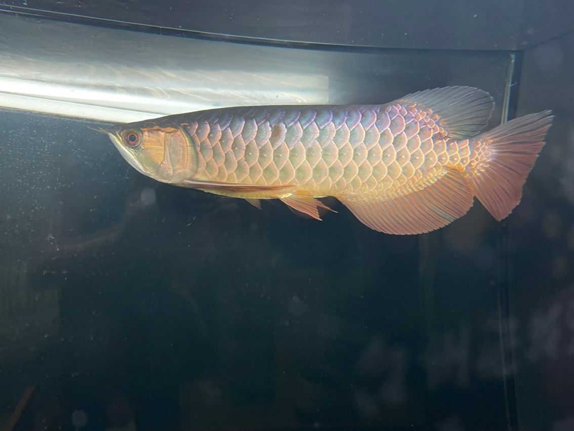 掉一片鱗 龍魚論壇 第4張 掉一片鱗 掉一片鱗 龍魚論壇 第4張