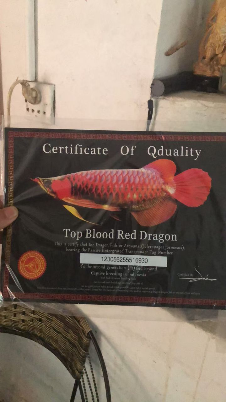 出魚跟缸 出魚跟缸 龍魚論壇 第3張