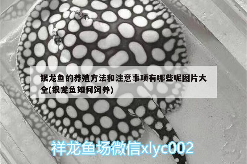 銀龍魚的養殖方法和注意事項有哪些呢圖片大全(銀龍魚如何飼養)