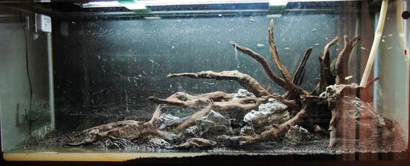 40cm魚缸能養幾條金魚：40cm魚缸養金魚的注意事項