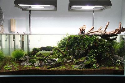 40cm魚缸能養幾條金魚：40cm魚缸養金魚的注意事項