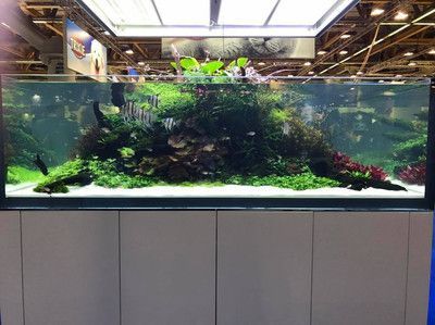 40cm魚缸能養幾條金魚：40cm魚缸養金魚的注意事項