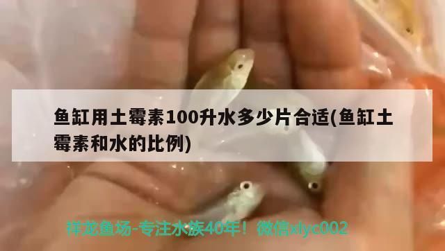 嘉興觀賞魚市場仟湖美味佳肴變身記