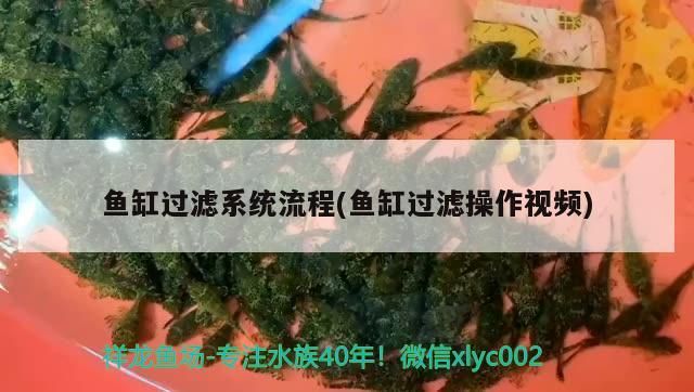 魚缸過濾系統流程(魚缸過濾操作視頻)