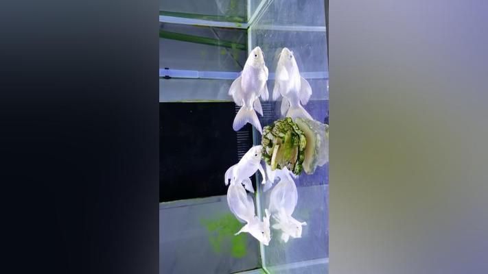 短身球體蝴蝶鯉（關于短身與球體蝴蝶鯉的區(qū)別及特點及綜合搜索結果信息整理）