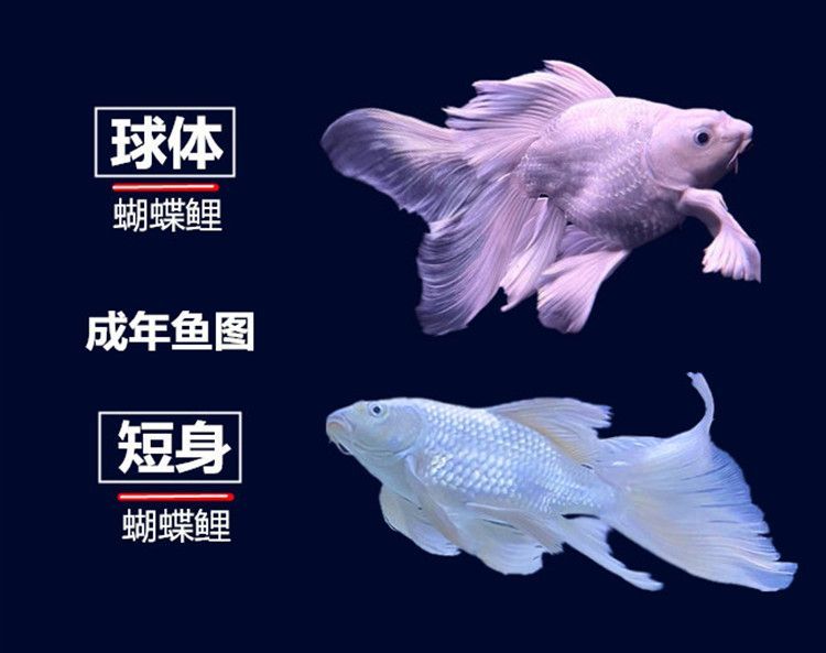 短身球體蝴蝶鯉（關于短身與球體蝴蝶鯉的區別及特點及綜合搜索結果信息整理）