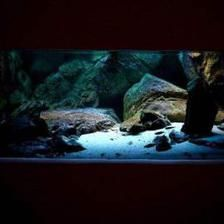 養虎魚可以放石頭嗎：養虎魚可以放石頭嗎，養虎魚的缸中放石頭的注意事項