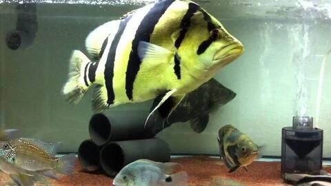 養虎魚可以放石頭嗎：養虎魚可以放石頭嗎，養虎魚的缸中放石頭的注意事項