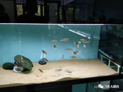 養虎魚可以放石頭嗎：養虎魚可以放石頭嗎，養虎魚的缸中放石頭的注意事項