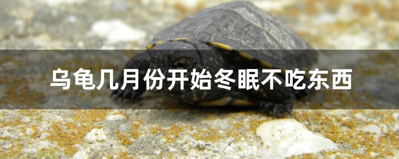觀賞生態魚缸圖片大全（觀賞生態魚缸圖片大全高清）