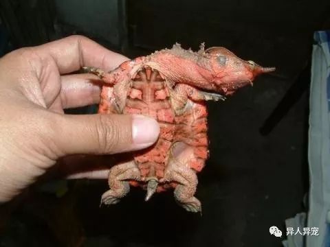 豬鼻龜的品相怎么看圖解：豬鼻龜品相不佳的恢復方法