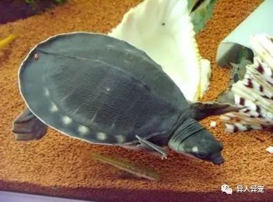 豬鼻龜的品相怎么看圖解：豬鼻龜品相不佳的恢復方法