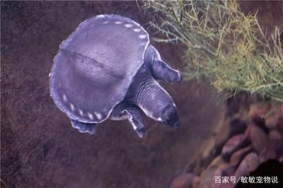 豬鼻龜喂食時間白天還是晚上：豬鼻龜換水后多長時間能喂食