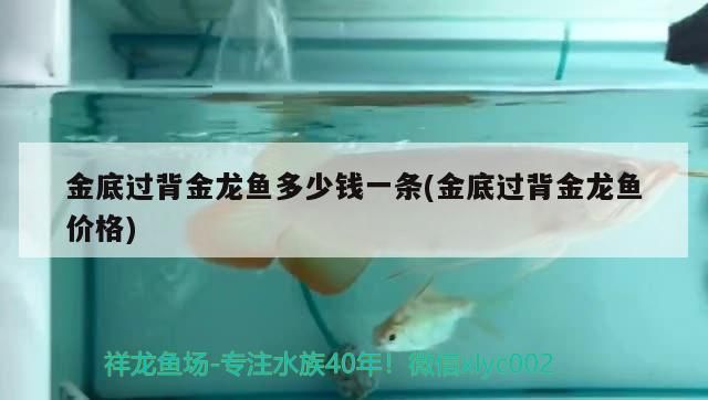 金底過背金龍魚多少錢一條(金底過背金龍魚價格)